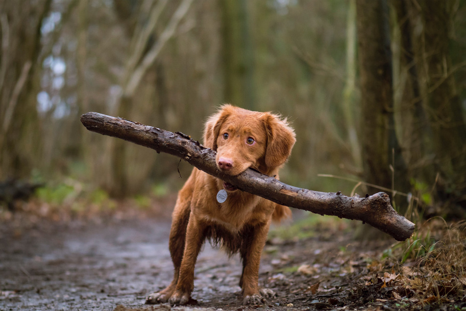 Train your dog well, and it will do more than just bring you stuff – it'll also behave better.