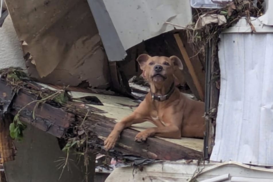 Despeinado, asustado y hambriento, los ayudantes encontraron al perro "Superman".