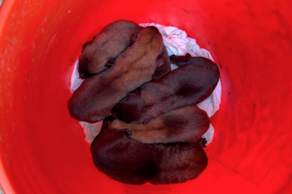 Psi byli jednoduše vyhozeni do kbelíku.