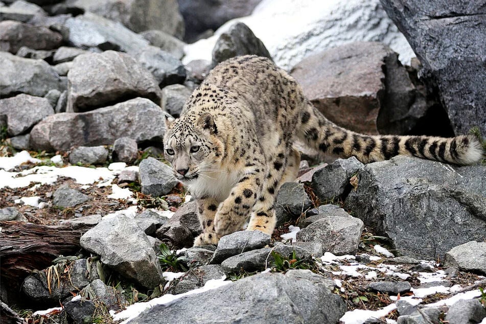 Die Schneeleoparden leben im Zoo Leipzig auf der steinigen Himalaya-Anlage. (Archivfoto)