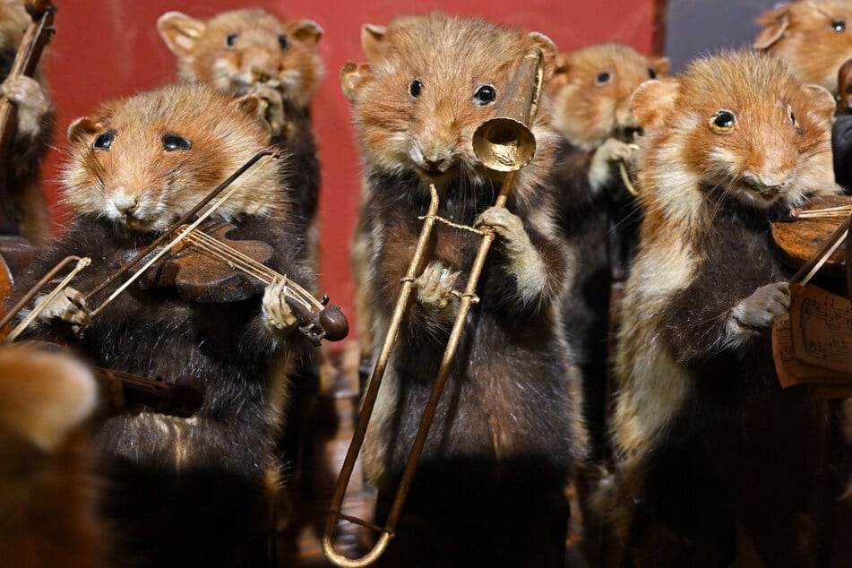 Das sogenannte Hamster-Orchester: In der Sonderausstellung "Geschichte und Geschichten" sind unter anderem musizierende Hamster zu sehen.