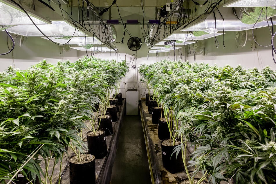 Im hessischen Brandau fanden Polizeibeamte am Sonntag etwa 40 Marihuana-Pflanzen. (Symbolfoto)