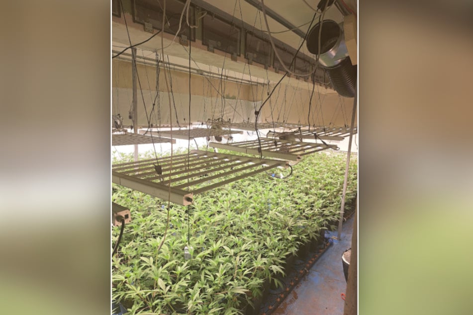 Fast 1400 Cannabis-Pflanzen wurden sichergestellt.