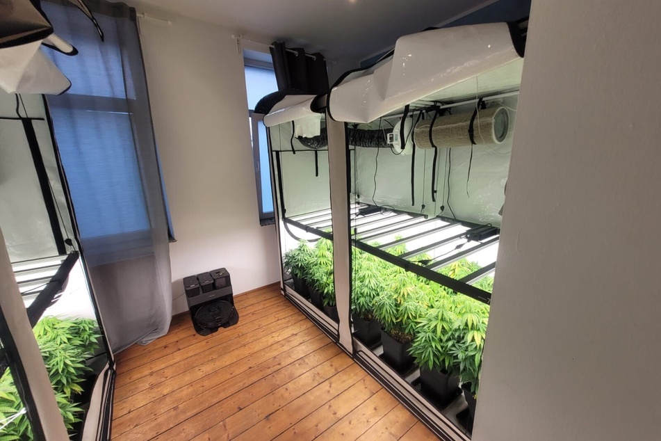 Die Polizei stieß in der Wohnung auf mehrere Zelte zur Aufzucht von Cannabis-Pflanzen.