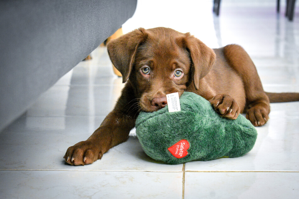 Labrador retrievers are playful and remarkably sporty.