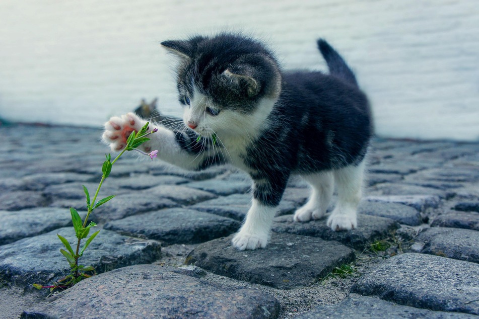 Don't introduce kittens to the outside world until they are at least four months old.