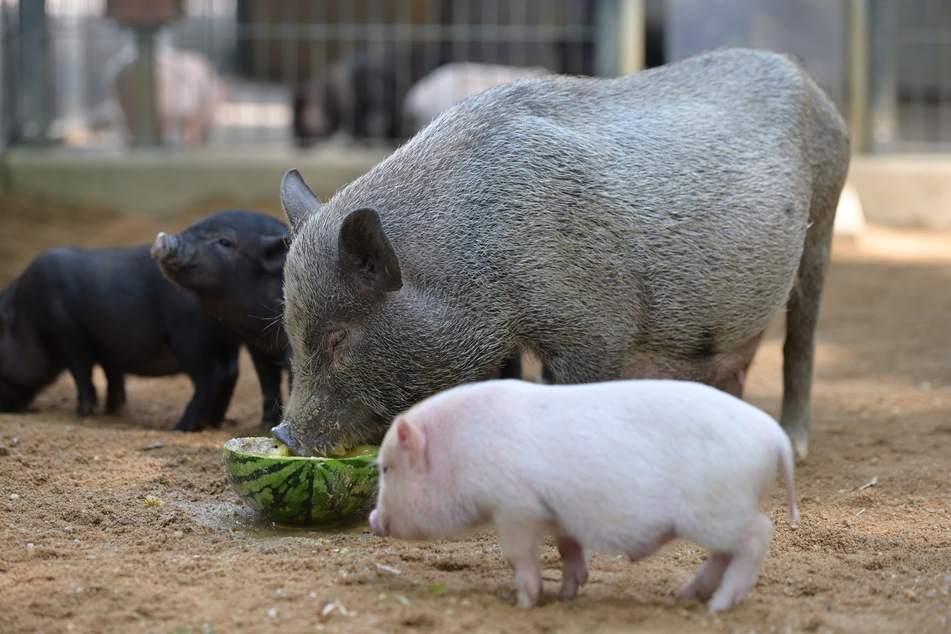Die Minischweine sind vor allem bei Kindern beliebt.