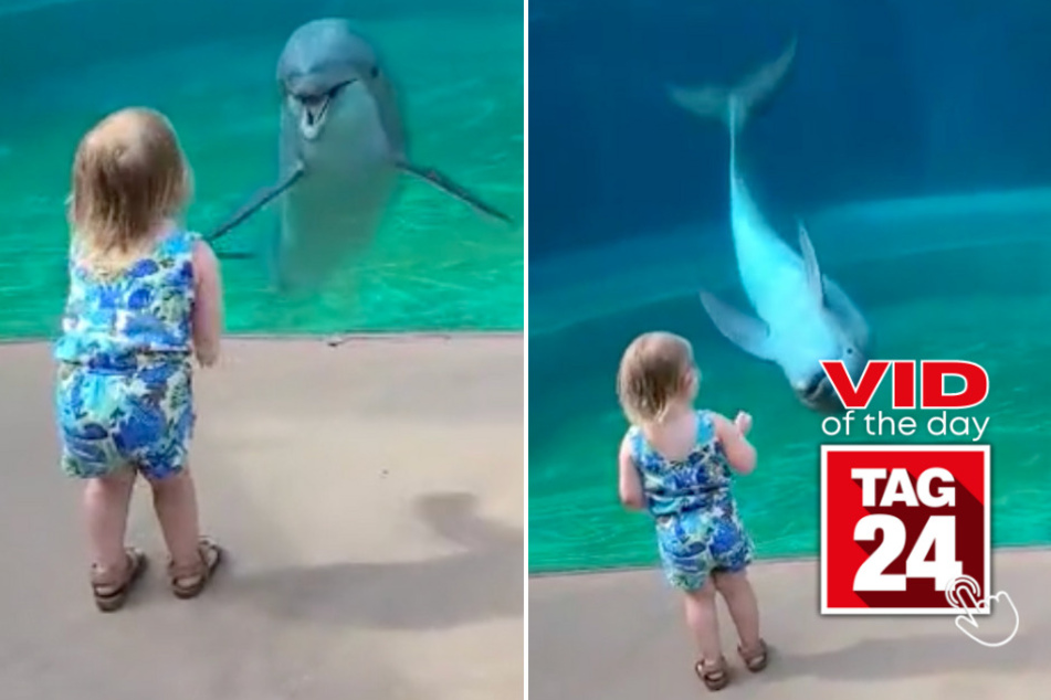 viral videos: Viral Video of the Day for October 7, 2023: Dolphin shows off for little girl on TikTok!