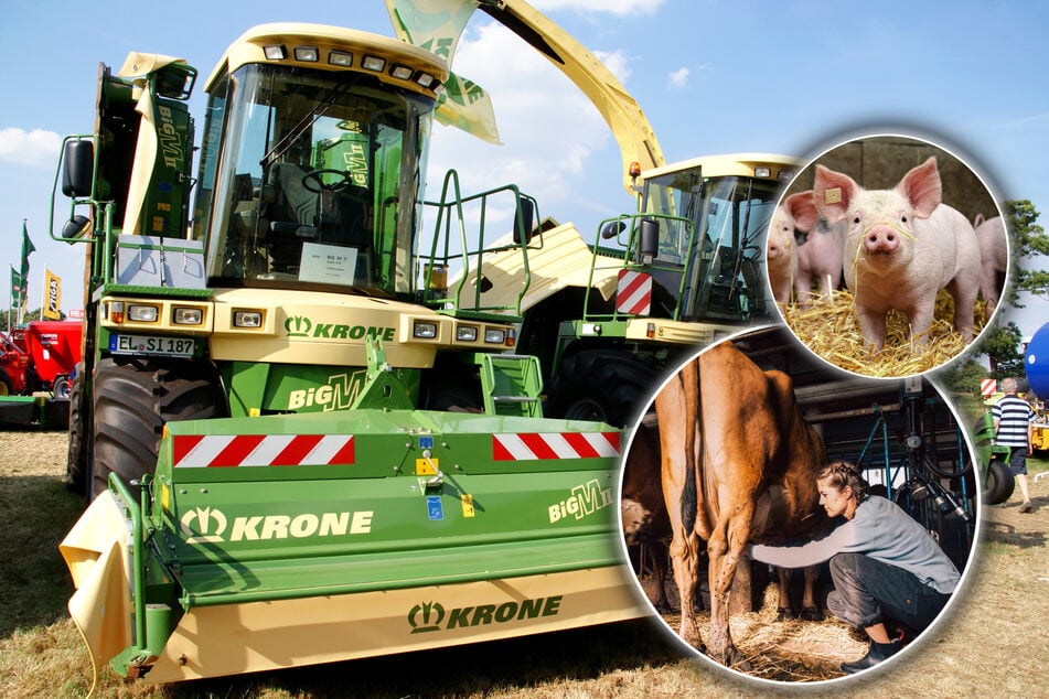 Sachsens Bauern öffnen ihre Höfe - dabei haben sie aktuell einige Sorgen