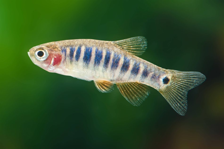 The dwarf minnow is not only the world's smallest fish, but also one of the most fascinating!