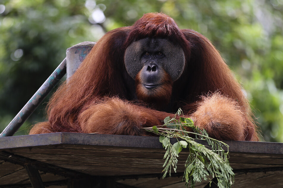 Sumatra-Orang-Utans sind überwiegend Pflanzenfresser. (Symbolfoto)