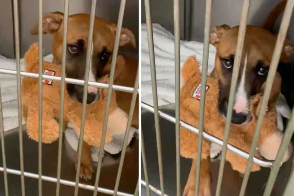 TikTokers cannot believe someone returned this sweet dog to the shelter!