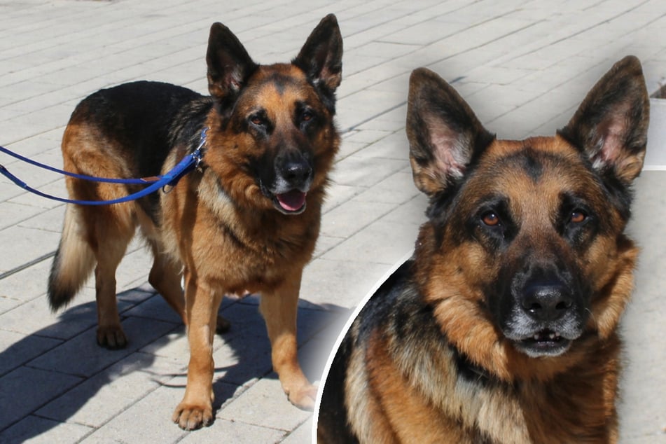 Schäferhund aus dem Bilderbuch: Das sagen die Tierpfleger über Milou