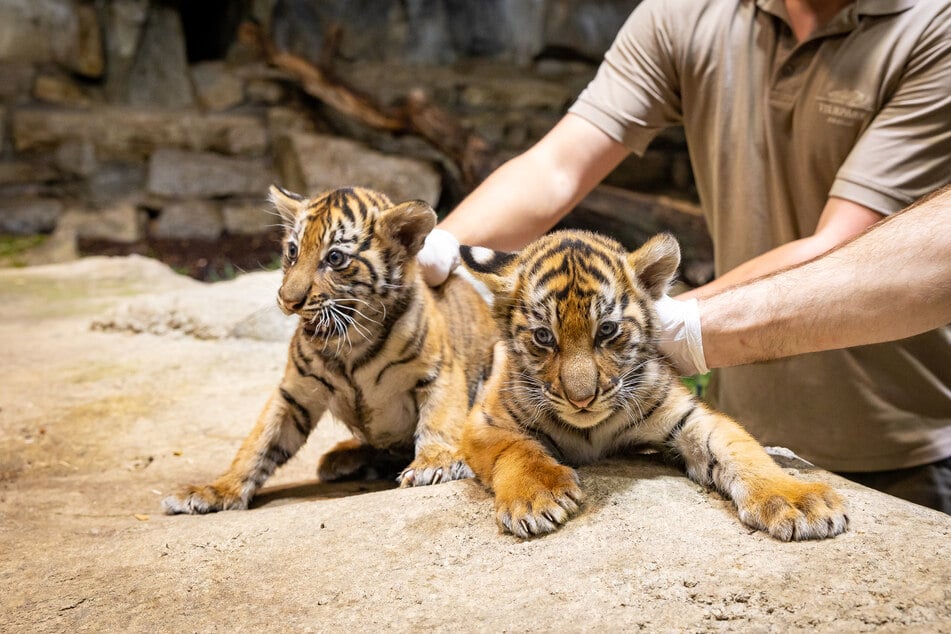 Diese zwei Tiger-Mädchen erblickten im September das Licht der Welt. Der Berliner Tierpark sucht nach Namen für die Zwillinge.