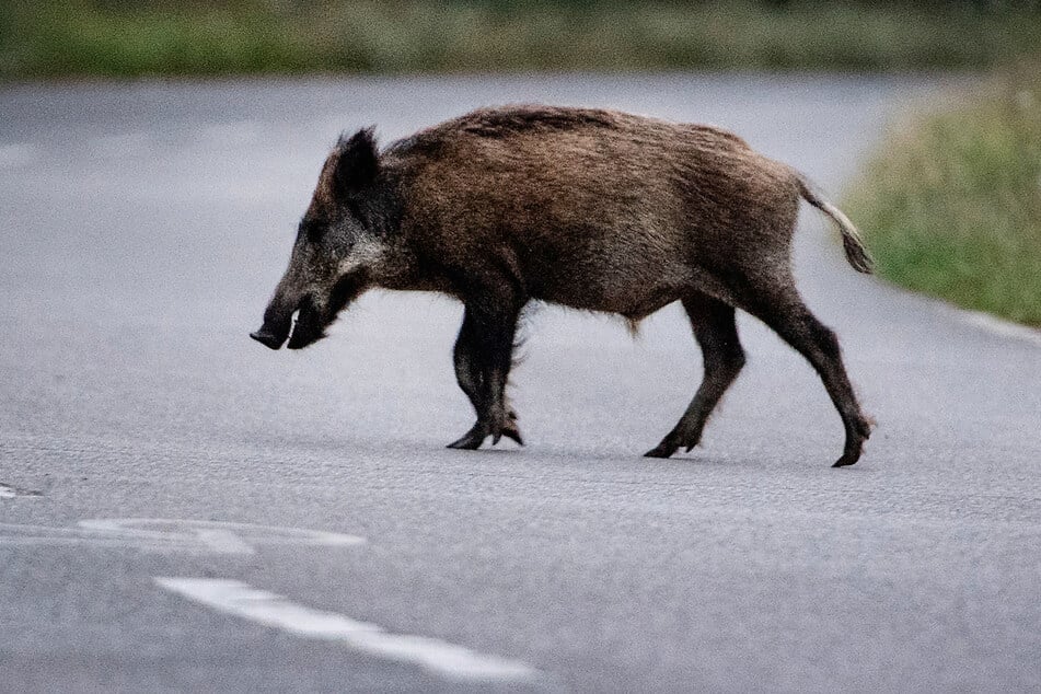 Die Wildschweine hatten sich wohl verirrt und standen plötzlich mitten in der Ortschaft Hatzenbühl. (Archivbild)
