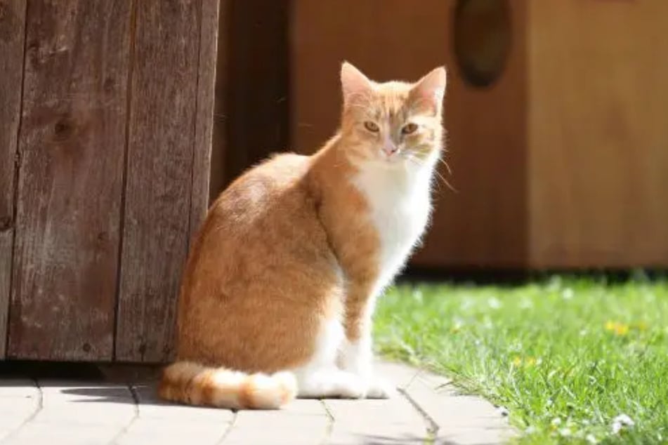 Katze Chantalle würde gern mit ihrem Kumpel Edgar einen neuen Lebensabschnitt beginnen.