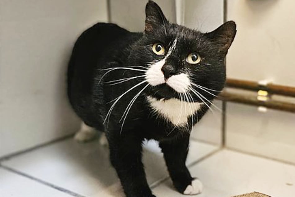 Wer kann diesem Blick widerstehen?