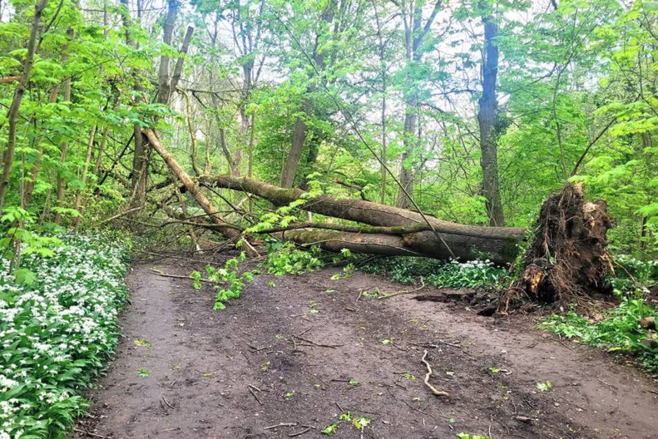 Ein Baum liegt quer über einem Spazierweg im Auwald. Die faulen Wurzeln konnten den Riesen nicht mehr halten.