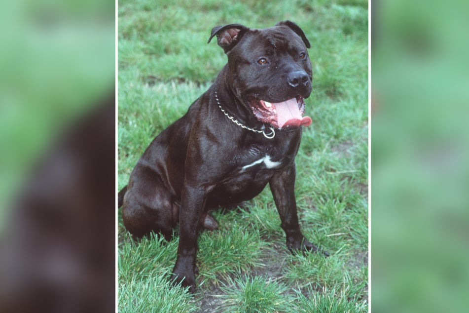Stafford-Mischlingshündin "Cookie" rannte gegen den E-Scooter - dieser fiel mit dem Fahrer um. (Symbolfoto)