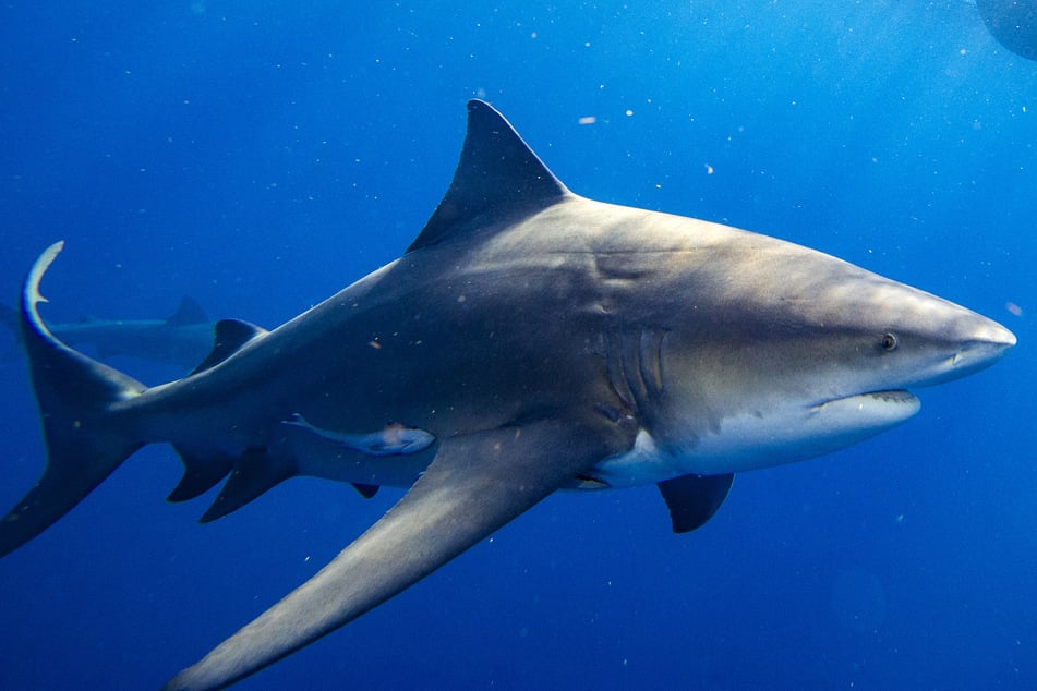 Bull shark kills woman and injures man in horrific attack near Australian beach