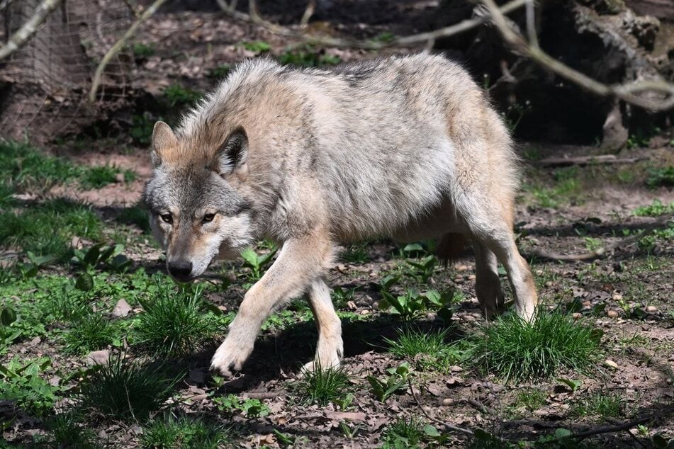 Ein im Nordschwarzwald lebender Wolf soll Menschen zu nahe gekommen sein. (Symbolfoto)
