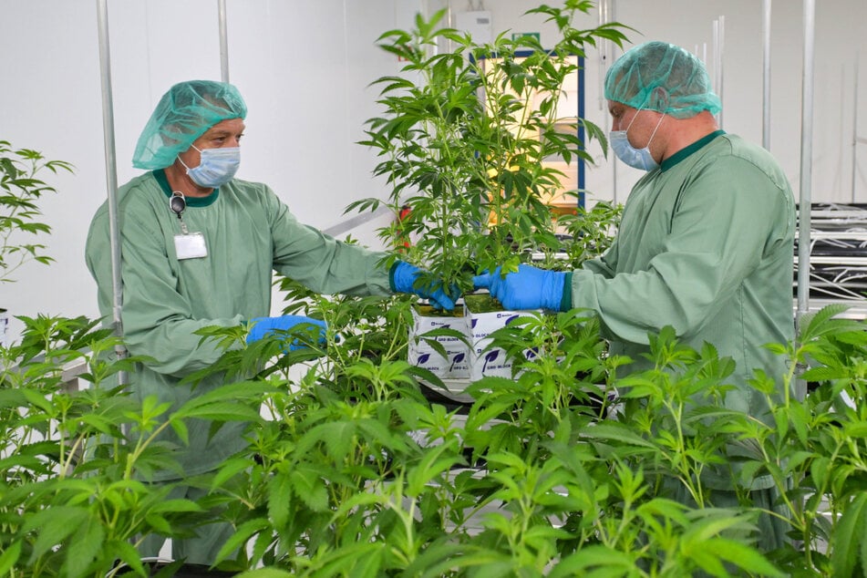 Gärtner überprüfen das medizinische Cannabis im gesicherten Bereich.