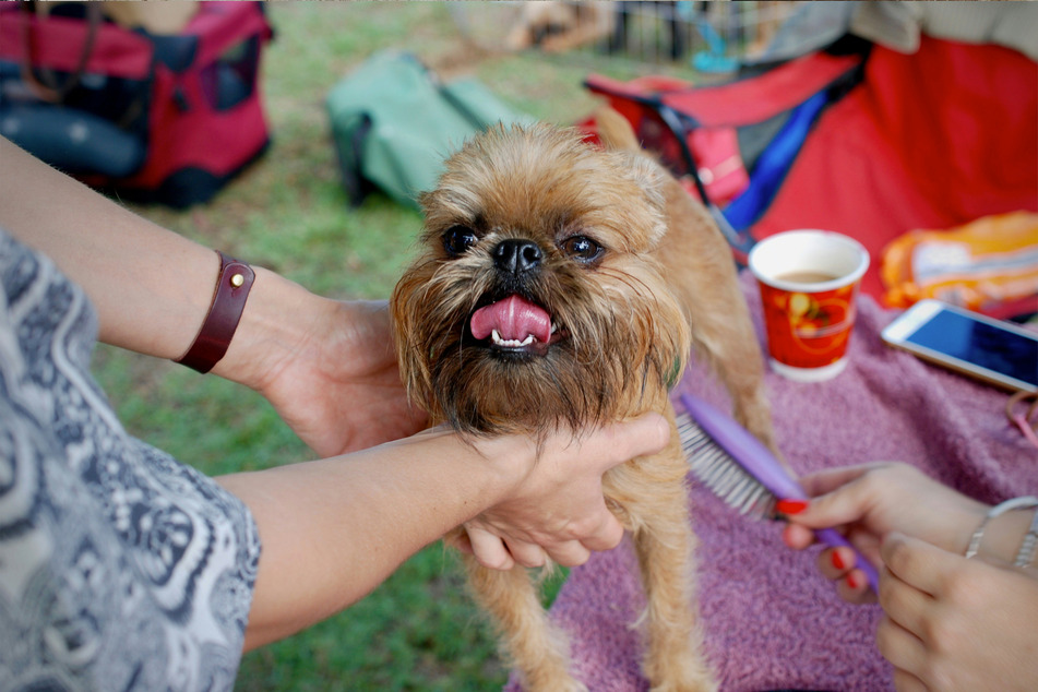 The Brussels griffon is, surprisingly, quite mellow and low-energy.