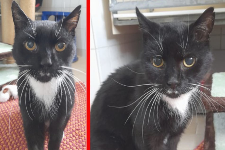 Kater Drago sucht ein liebevolles neues Zuhause, in dem er seinen Lebensabend genießen kann.