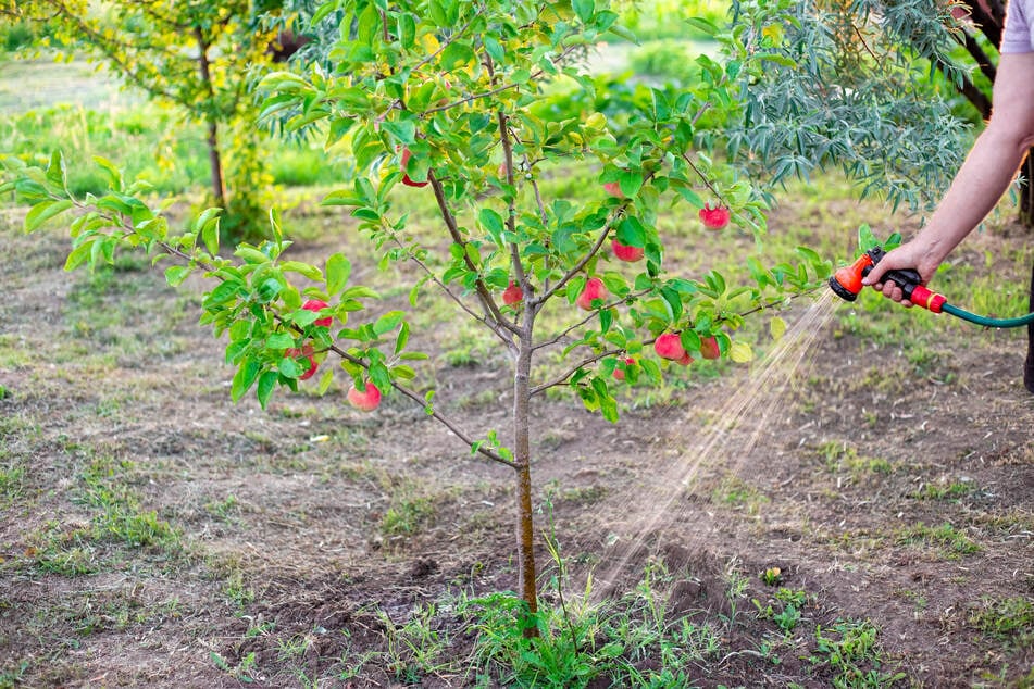 Bei schlechten Bedingungen und schlechter Pflege fällt der Junifall von Äpfeln oft stärker aus.