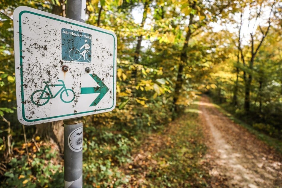 Nach dem neuen Gesetzentwurf dürfen im Wald in Zukunft nur noch breite Forstwege mit dem Fahrrad befahren werden.