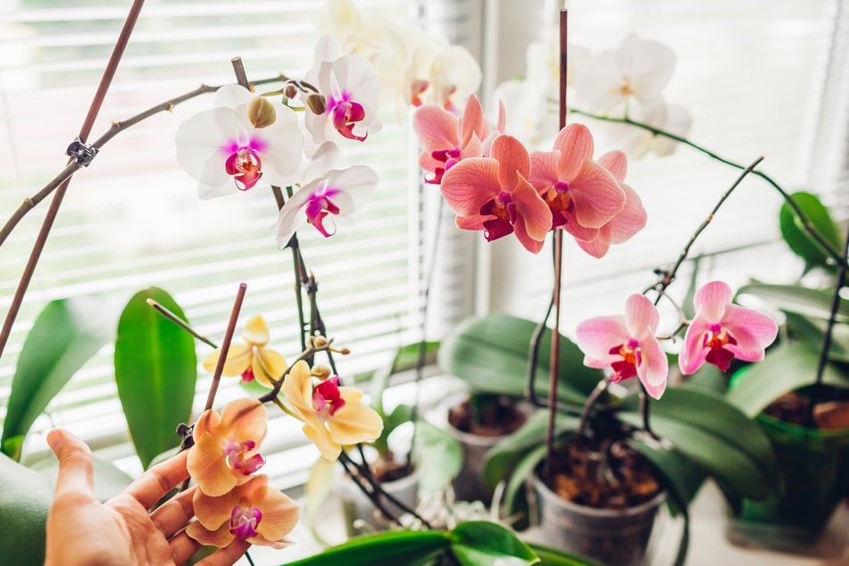 Mit der richtigen Pflege verhindert man, dass Orchideen ihre Blätter und Blüten verlieren.