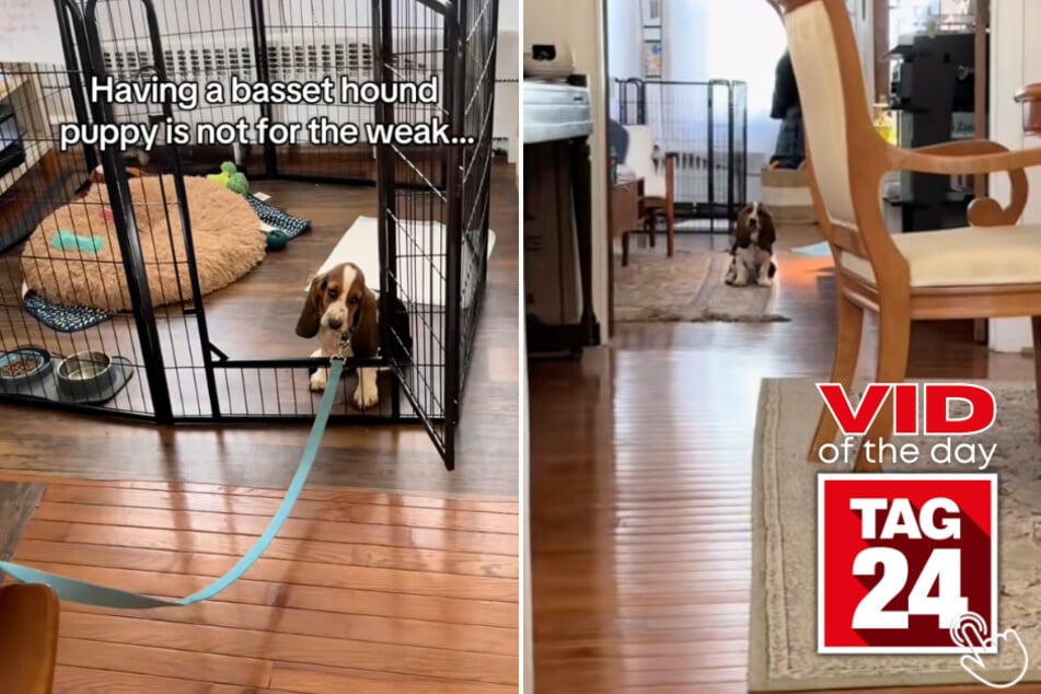 Today’s Viral Video of the Day stars Norma, a basset hound who hilariously shuts down her owner’s attempts to get her outside.