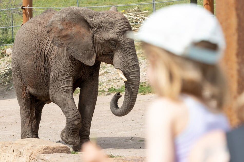 Am Weltkindertag bekommen Kinder bis 12 Jahre beispielsweise freien Eintritt in den Erfurter Zoopark. (Archivbild)