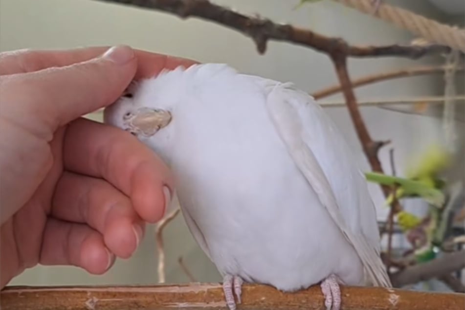 Zusammen mit seinem Partnertier sucht Jay-Jay ein neues, artgerechtes Zuhause.