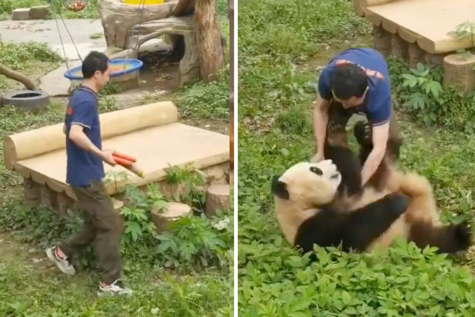 Ein Tierpfleger eilt zu Hilfe, will den Panda mit Möhren besänftigen - doch das aufgebrachte Tier fällt auch ihn an.