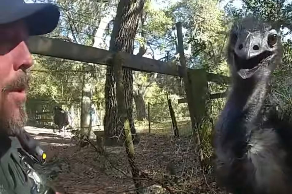 Emu auf Abwegen zwingt Polizei zu besonderen Maßnahmen