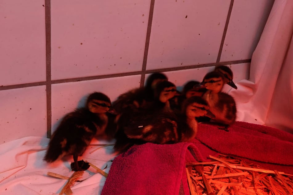 Zurzeit werde die Küken unter einer Rotlichtlampe gewärmt und erhalten ein spezielles Futter zur Aufzucht.