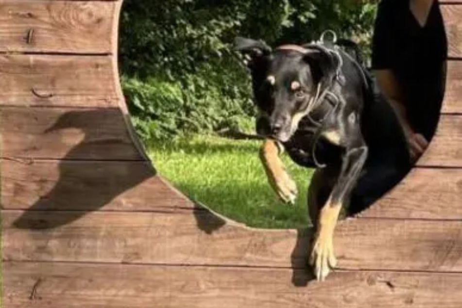 Der süße Hund ist sehr sportlich.