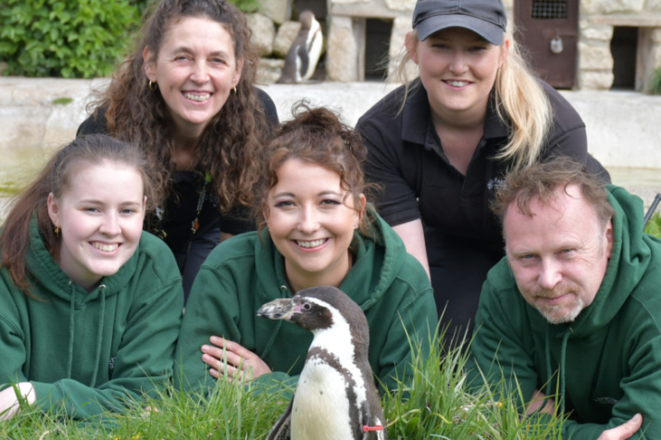 Rosie the Humboldt penguin and her care team.