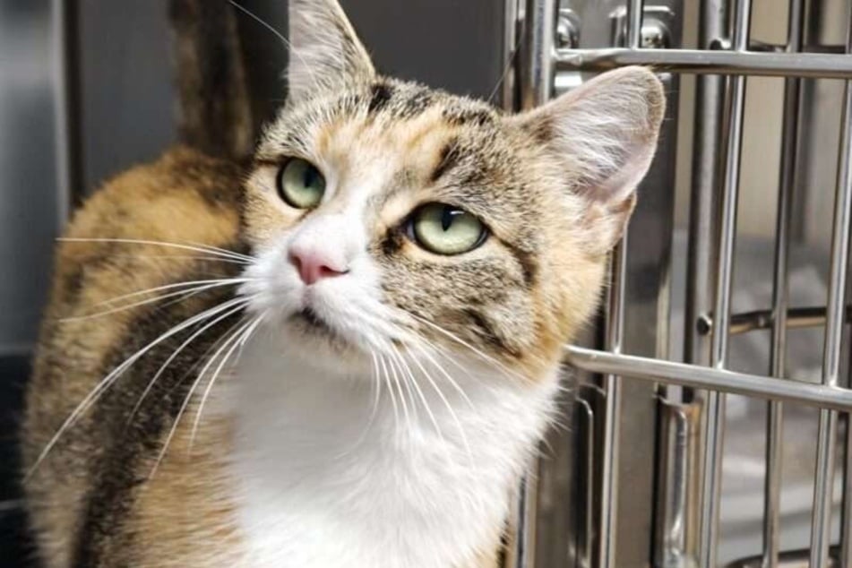 Katze Doris sehnt sich nach Liebe und einem eigenen Zuhause.