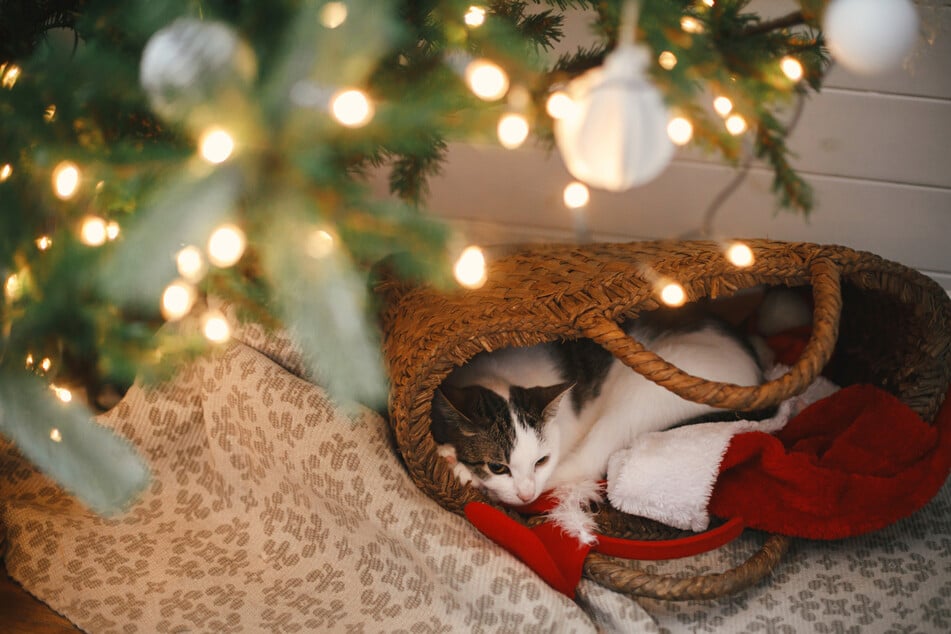 Zu Weihnachten ziehen sich Katzen gern zurück, weil ihnen das Fest zu laut und stressig ist.