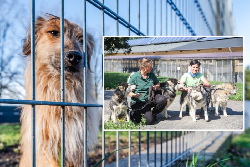 Chemnitzer Stadtrat hilft Hunde-Oldies: Keine Steuer mehr für alte Vierbeiner aus dem Tierheim