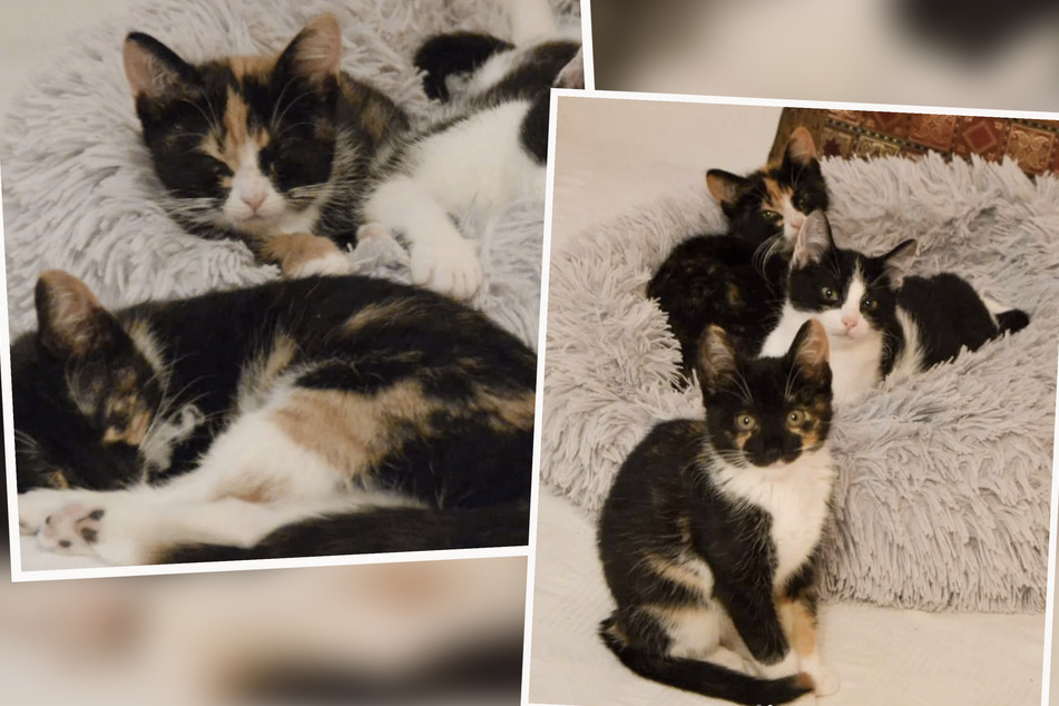 Toben, schlafen, träumen: Süße Katzen-Rasselbande bereitet sich auf neues Zuhause vor