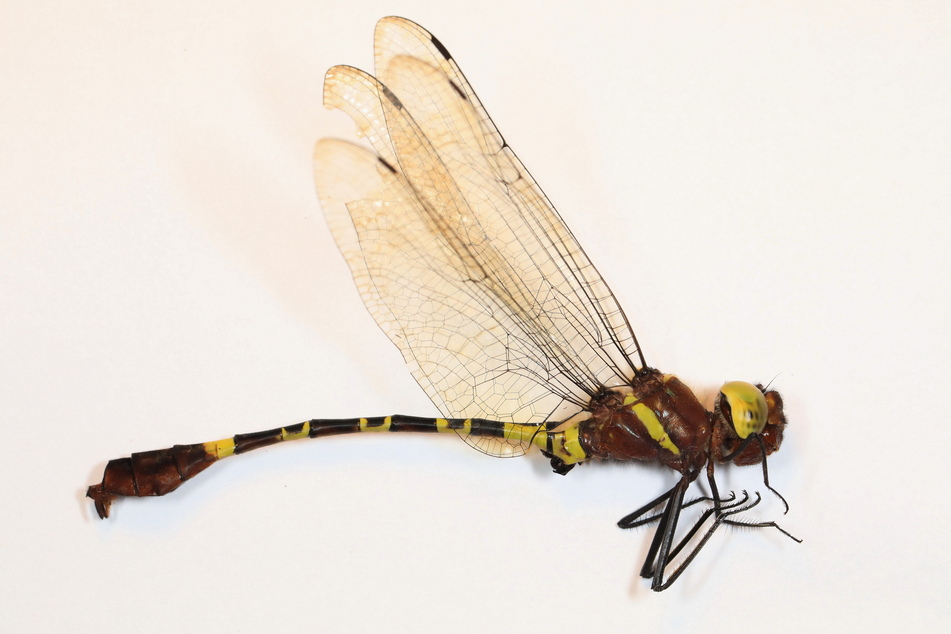 Diese neu entdeckte Phyllomacromia-Libelle fand Kipping erst im Dezember in Sambia.
