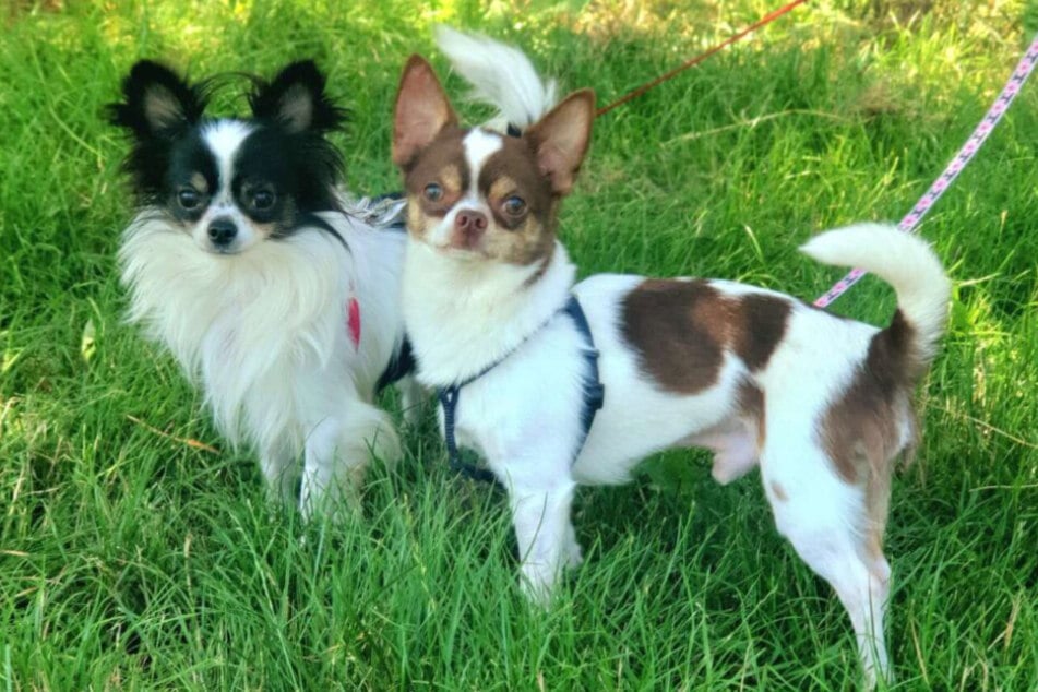 Die kleinen Hunde aus dem Berliner Tierheim sind sehr lernwillig und brauchen eine klare Führung.