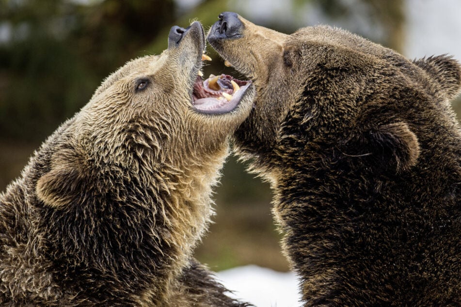 Bär-Begegnung: So verhältst Du dich richtig, wenn Du auf einen Bären triffst