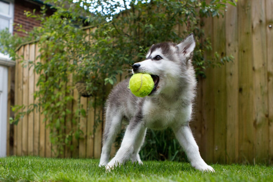 Wie die Elternrassen braucht ein Shepsky viel Auslauf. Optimal ist daher ein Haushalt mit Garten.
