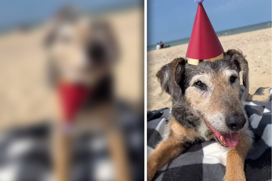 Hund bekommt zum Geburtstag lustigen Partyhut: Was er damit macht, sorgt für Lacher