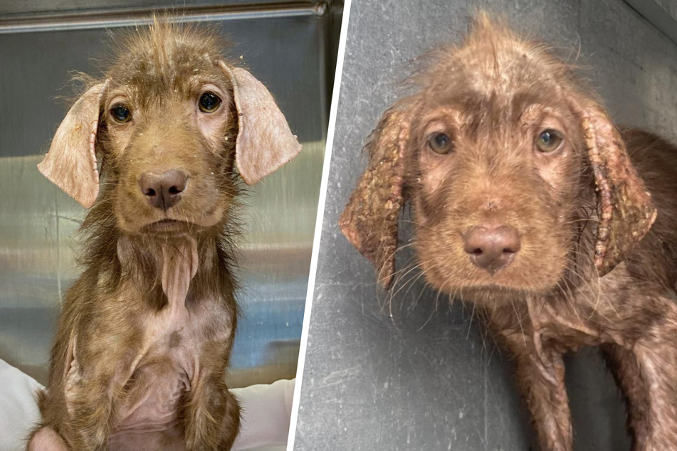 This poor little puppy dog was in pretty bad shape when she was rescued from the streets of Austin, Texas.