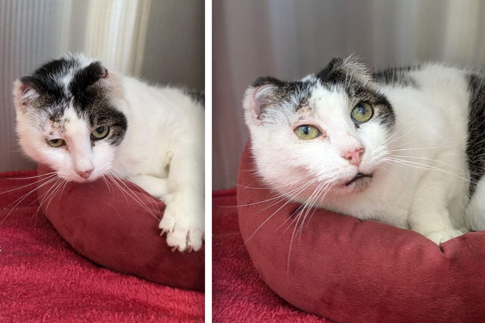 Der ohrenlose Kater Metro wartet im Tierheim Stendal Borstel auf ein Für-Immer-Zuhause.